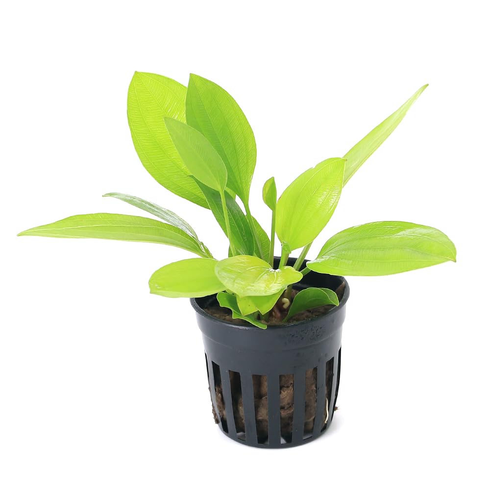 Amazon.co.jp: （水草）エキノドルス カリベ（水上葉）（無農薬）（1